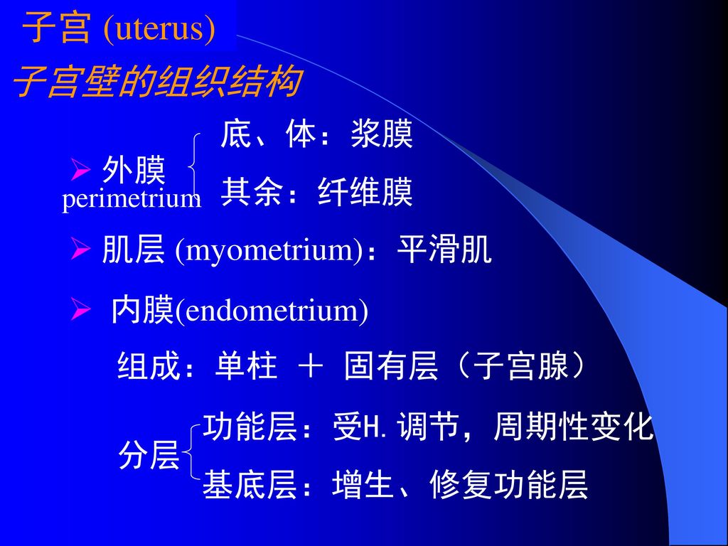 子宫 (uterus) 子宫壁的组织结构 底、体：浆膜 其余：纤维膜 外膜 肌层 (myometrium)：平滑肌