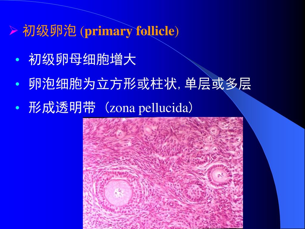 初级卵泡 (primary follicle)