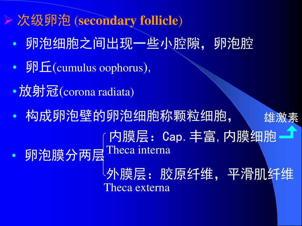 次级卵泡 (secondary follicle)