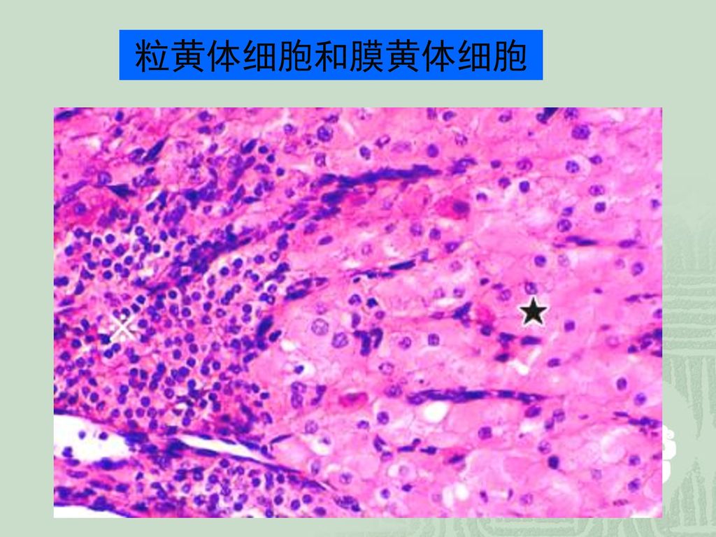 粒黄体细胞和膜黄体细胞