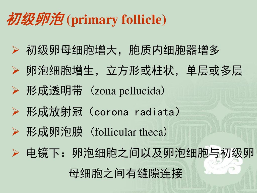 初级卵泡 (primary follicle)