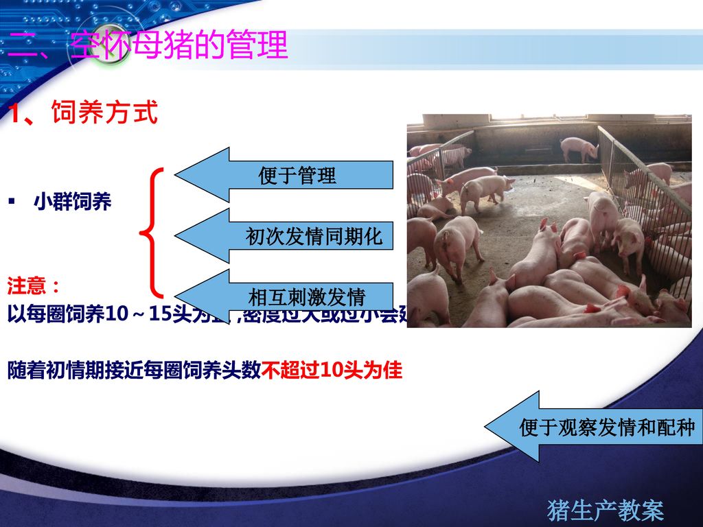 二、空怀母猪的管理 1、饲养方式 小群饲养 便于管理 注意： 以每圈饲养10～15头为宜 ,密度过大或过小会延长初情期 初次发情同期化
