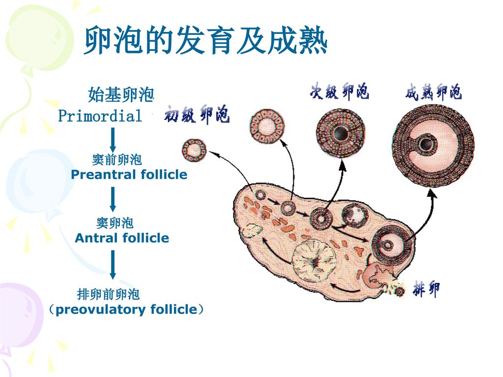 卵泡的发育及成熟 始基卵泡 Primordial follicle 窦前卵泡 Preantral follicle 窦卵泡