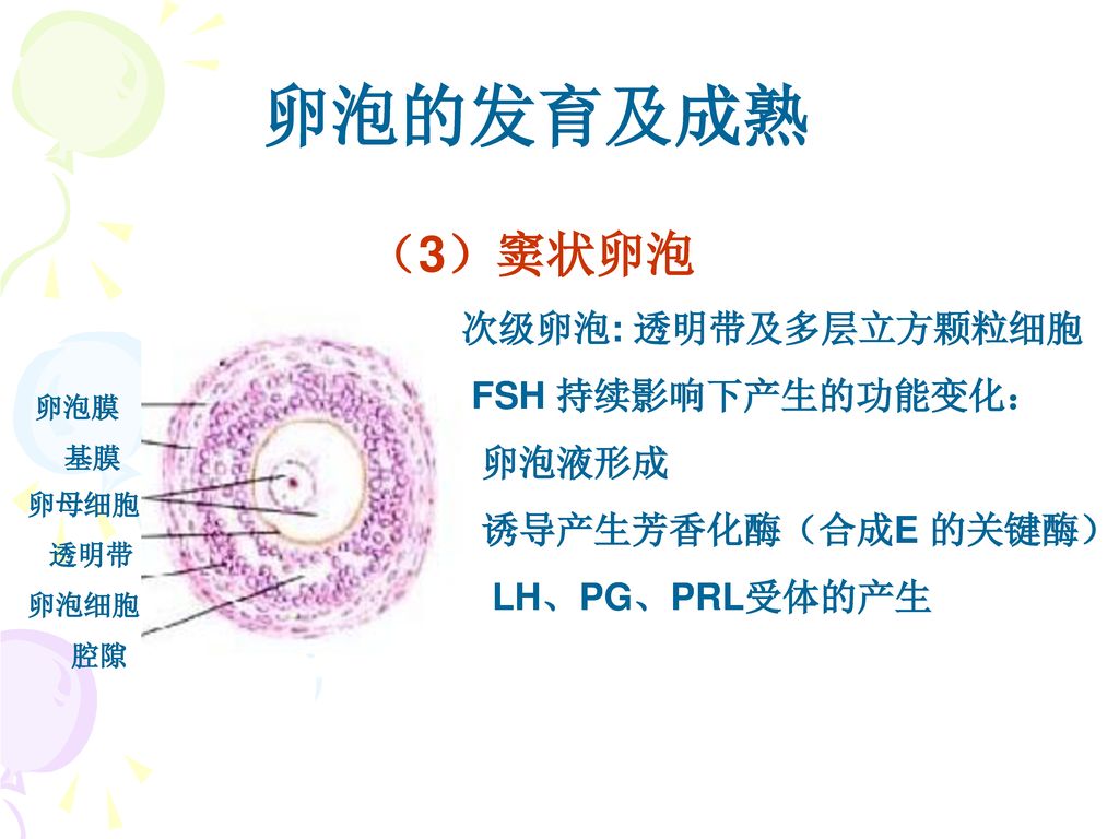 卵泡的发育及成熟 （3）窦状卵泡 次级卵泡: 透明带及多层立方颗粒细胞 FSH 持续影响下产生的功能变化： 卵泡液形成