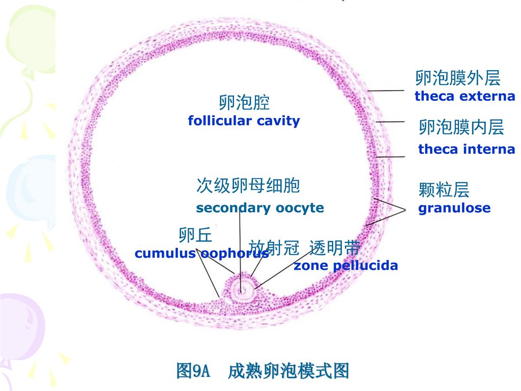 卵泡膜外层 卵泡腔 卵泡膜内层 颗粒层 次级卵母细胞 放射冠 透明带 卵丘 图9A 成熟卵泡模式图 theca externa