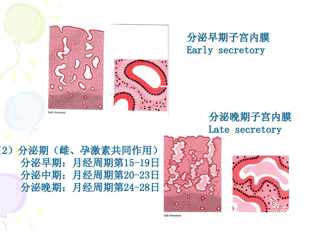 分泌早期子宫内膜 Early secretory. 分泌晚期子宫内膜. Late secretory. （2）分泌期（雌、孕激素共同作用） 分泌早期：月经周期第15-19日. 分泌中期：月经周期第20-23日.