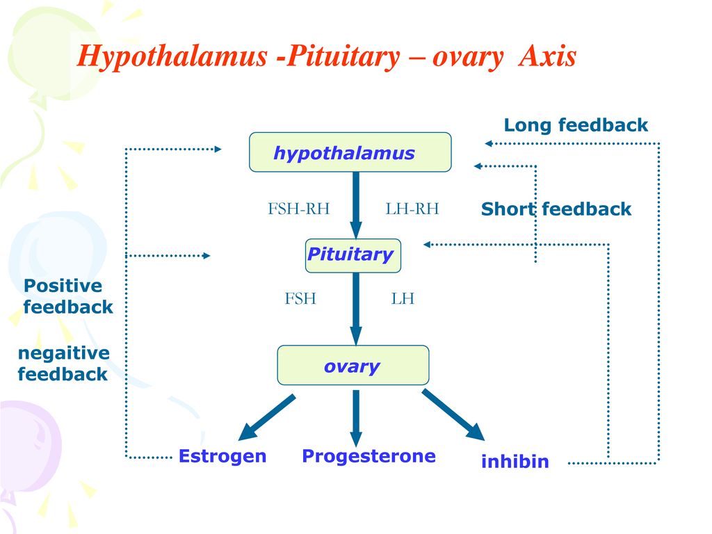 Hypothalamus -Pituitary – ovary Axis