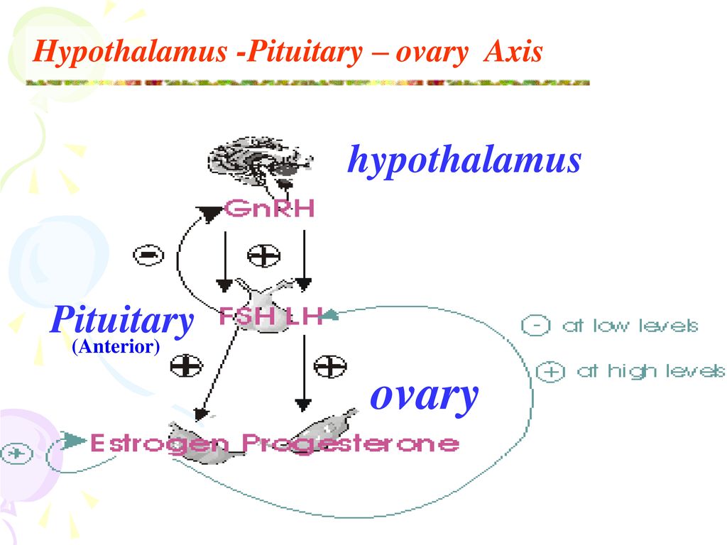 ovary hypothalamus Pituitary Hypothalamus -Pituitary – ovary Axis