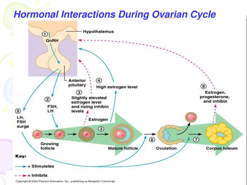 Hormonal Interactions During Ovarian Cycle
