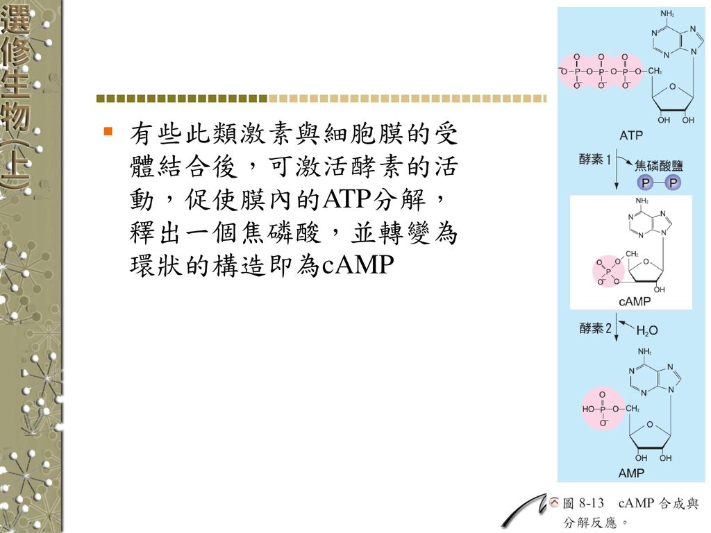 有些此類激素與細胞膜的受體結合後，可激活酵素的活動，促使膜內的ATP分解，釋出一個焦磷酸，並轉變為環狀的構造即為cAMP