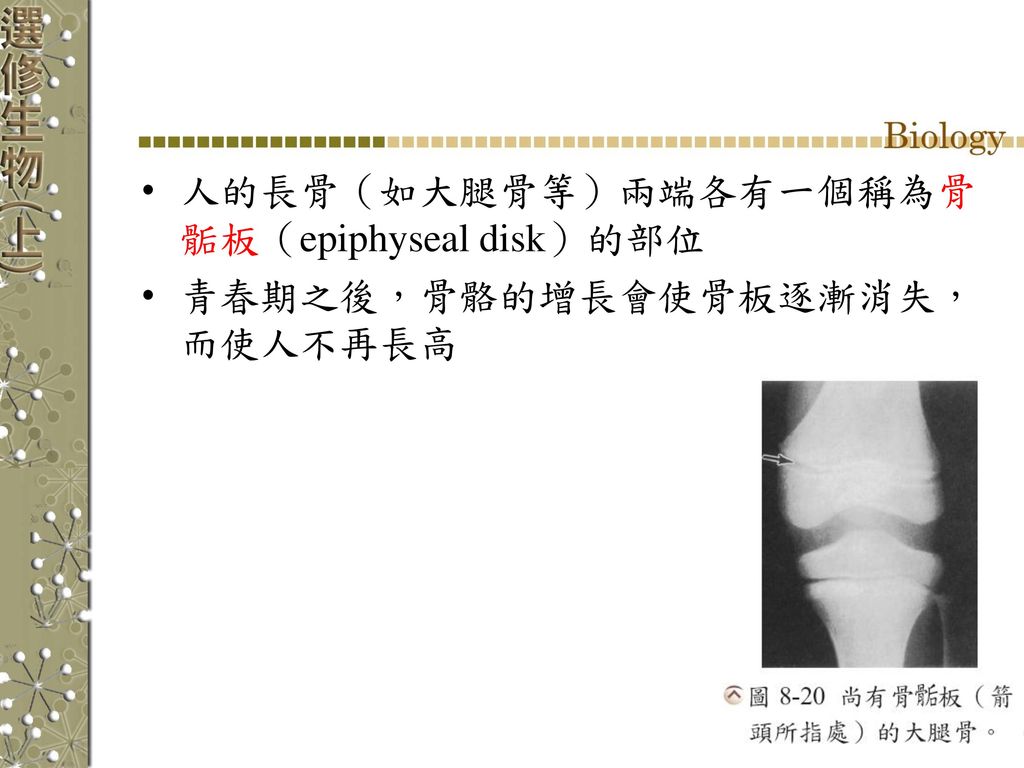 人的長骨（如大腿骨等）兩端各有一個稱為骨骺板（epiphyseal disk）的部位