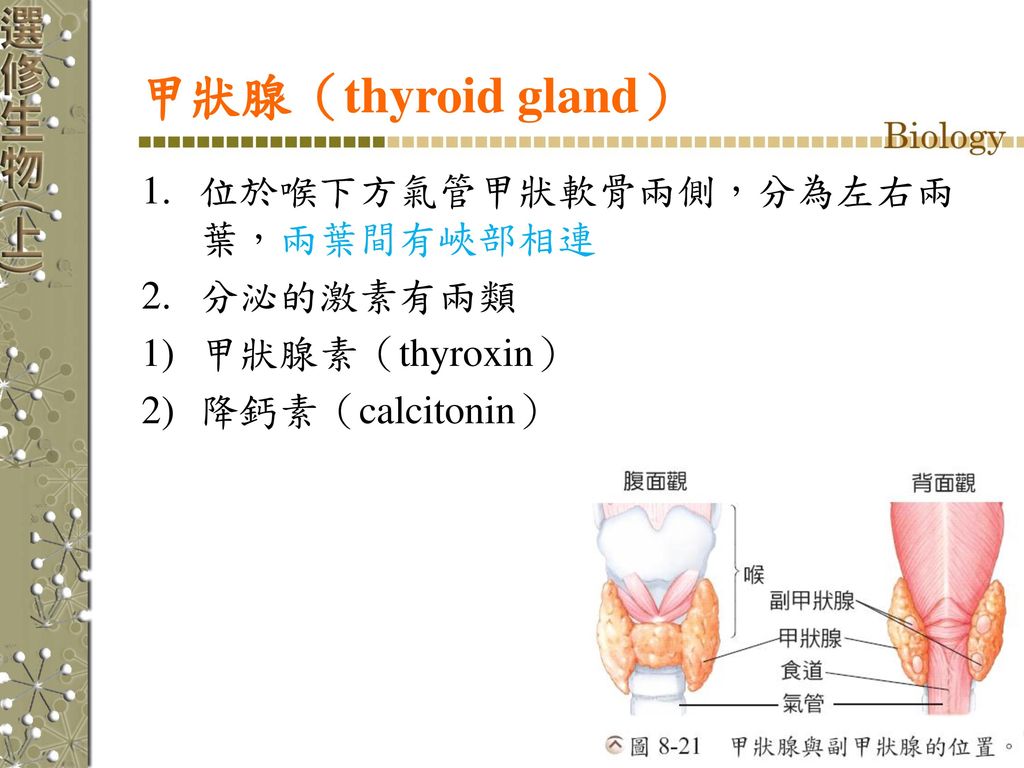 甲狀腺（thyroid gland） 位於喉下方氣管甲狀軟骨兩側，分為左右兩葉，兩葉間有峽部相連 分泌的激素有兩類