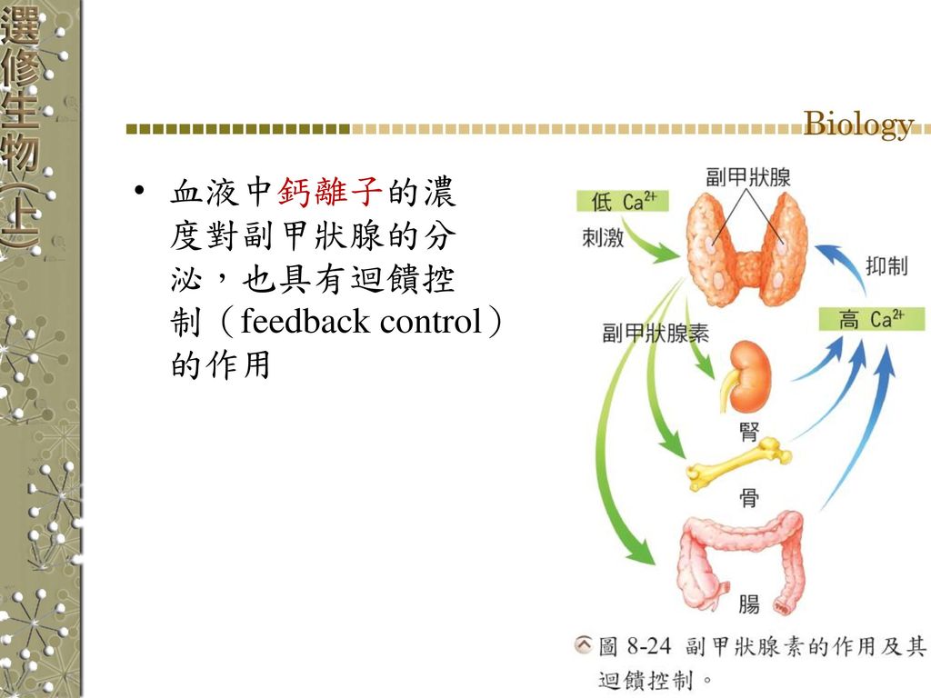 血液中鈣離子的濃度對副甲狀腺的分泌，也具有迴饋控制（feedback control）的作用