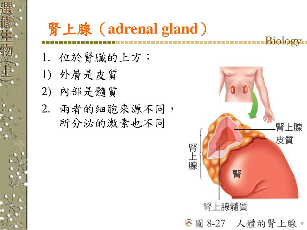 腎上腺（adrenal gland） 位於腎臟的上方： 外層是皮質 內部是髓質 兩者的細胞來源不同，所分泌的激素也不同