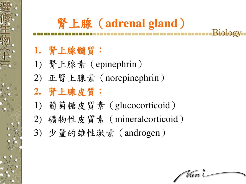 腎上腺（adrenal gland） 腎上腺髓質： 腎上腺素（epinephrin） 正腎上腺素（norepinephrin） 腎上腺皮質：
