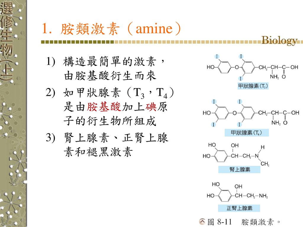 1. 胺類激素（amine） 構造最簡單的激素，由胺基酸衍生而來 如甲狀腺素（T3，T4）是由胺基酸加上碘原子的衍生物所組成