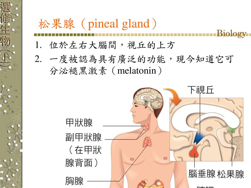 松果腺（pineal gland） 位於左右大腦間，視丘的上方 一度被認為具有廣泛的功能，現今知道它可分泌褪黑激素（melatonin）
