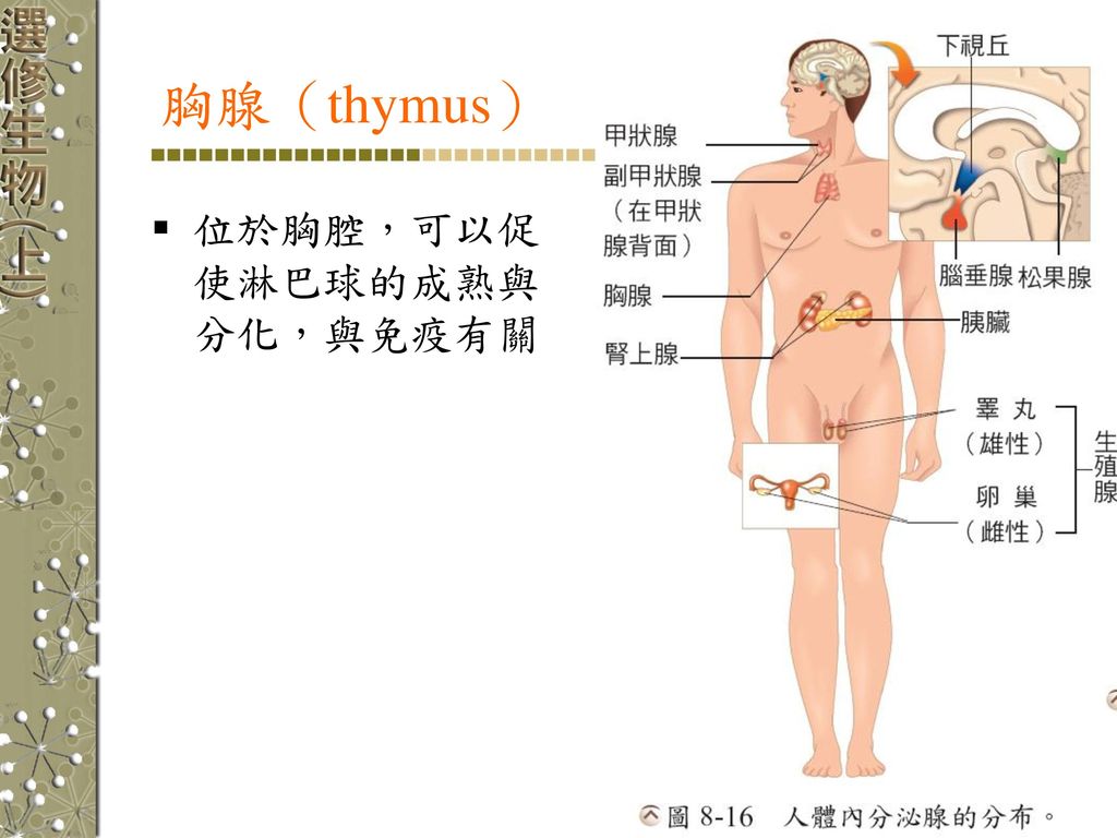 胸腺（thymus） 位於胸腔，可以促使淋巴球的成熟與分化，與免疫有關
