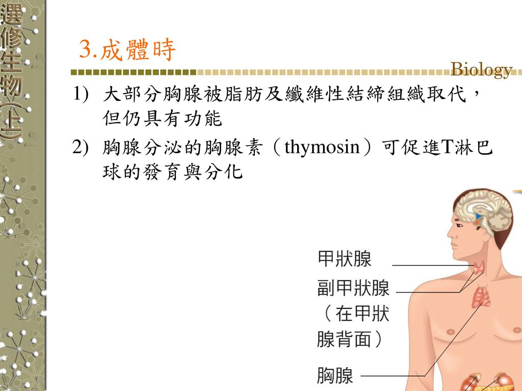 3.成體時 大部分胸腺被脂肪及纖維性結締組織取代，但仍具有功能 胸腺分泌的胸腺素（thymosin）可促進T淋巴球的發育與分化