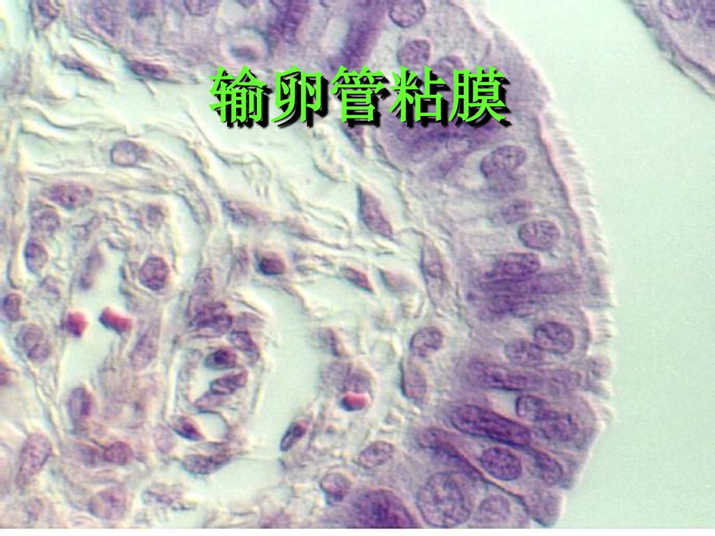 输卵管粘膜