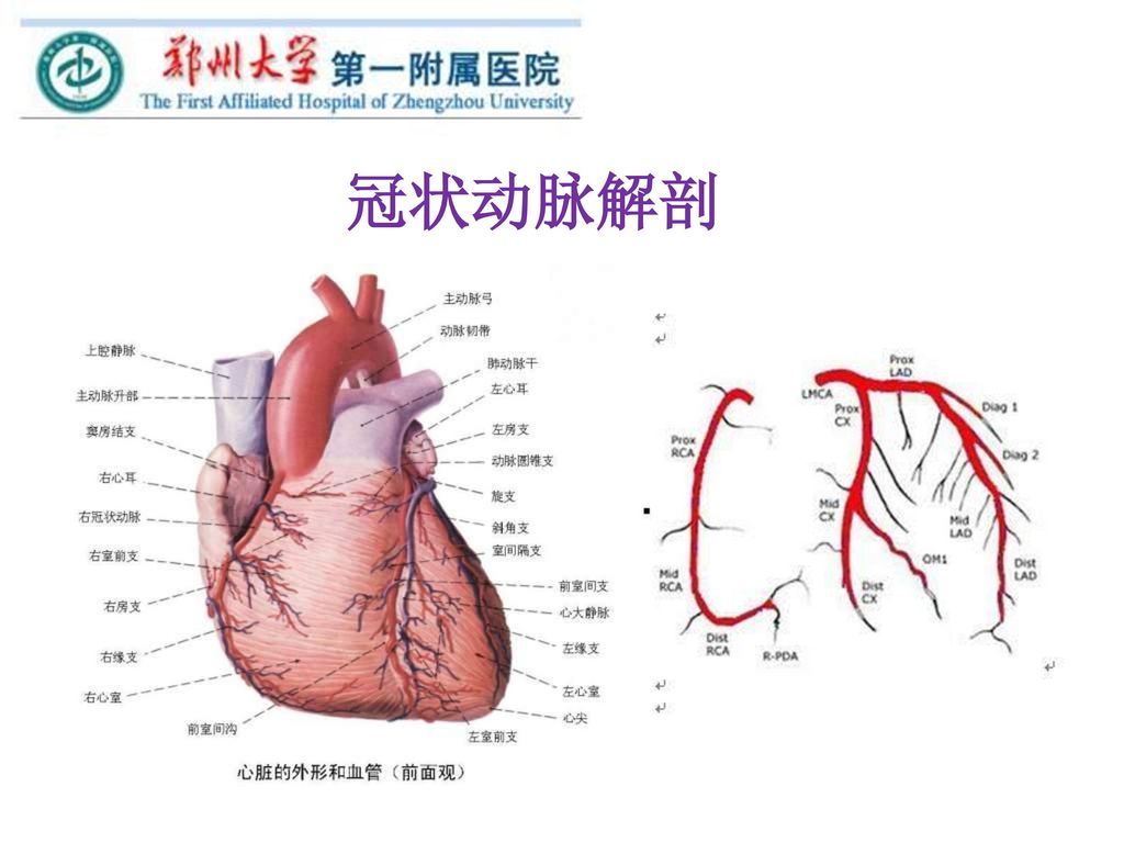 冠状动脉解剖