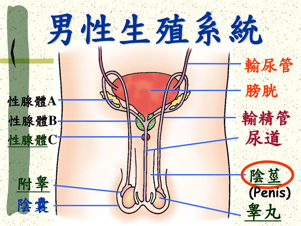 男性生殖系統 輸尿管 膀胱 性腺體A 輸精管 性腺體B 尿道 性腺體C 陰莖 附睾 (Penis) 陰囊 睾丸