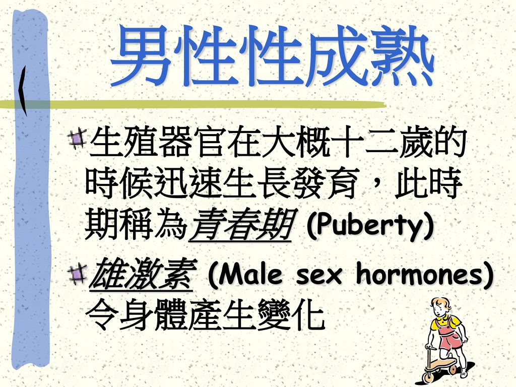 男性性成熟 生殖器官在大概十二歲的時候迅速生長發育，此時期稱為青春期 (Puberty)