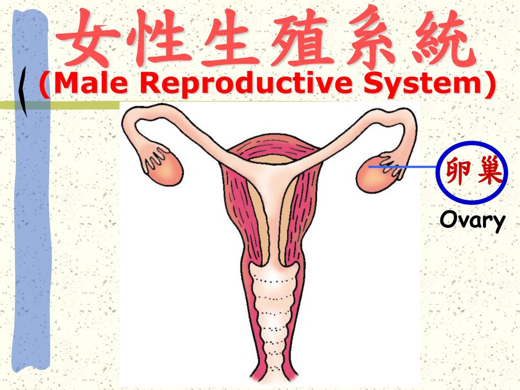 (Male Reproductive System)