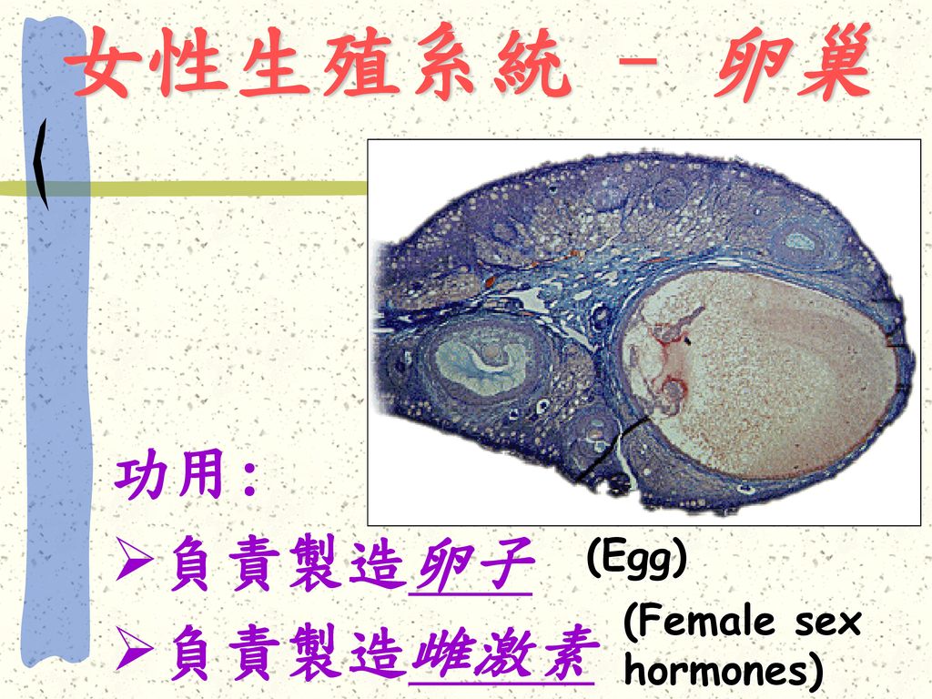 女性生殖系統 - 卵巢 功用: 負責製造卵子 負責製造雌激素 (Egg) (Female sex hormones)