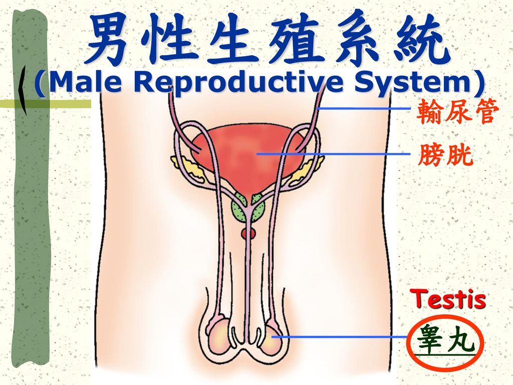 (Male Reproductive System)