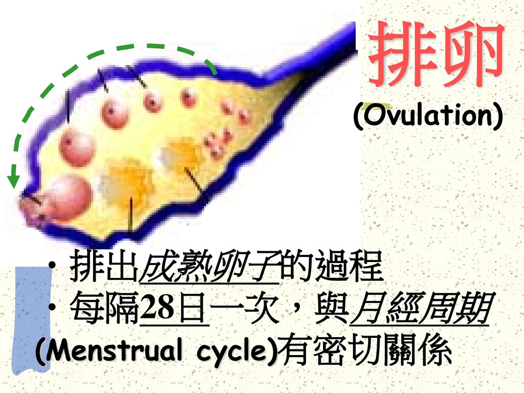 排卵 (Ovulation) 排出成熟卵子的過程 每隔28日一次，與月經周期 (Menstrual cycle)有密切關係