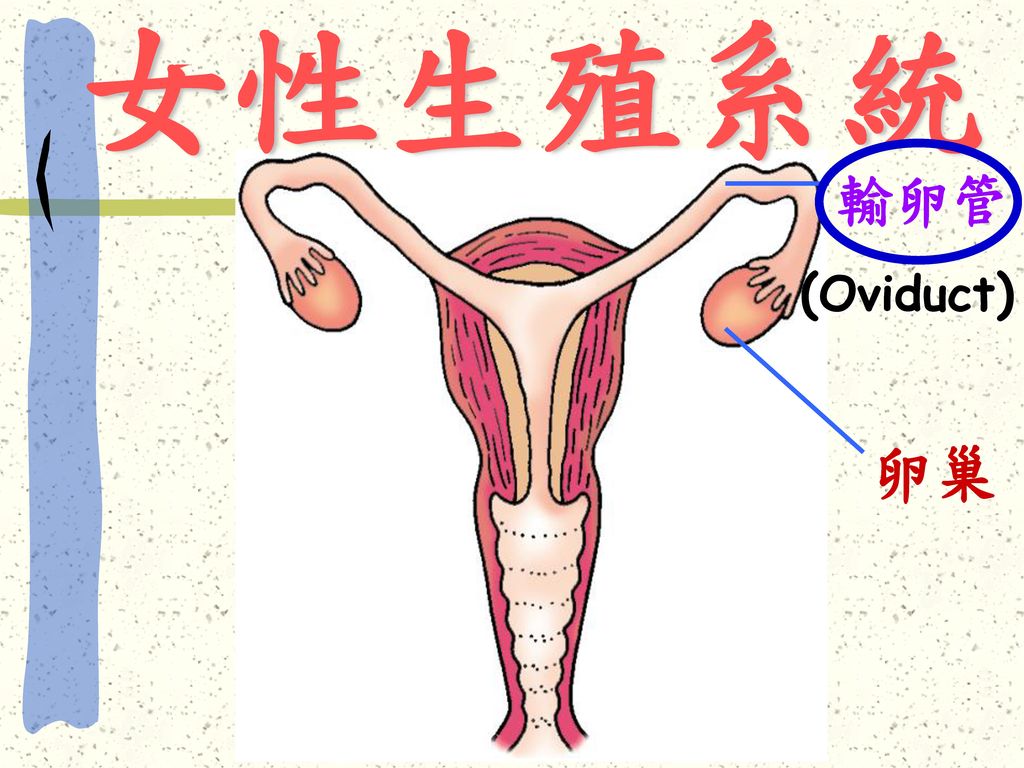 女性生殖系統 輸卵管 (Oviduct) 卵巢
