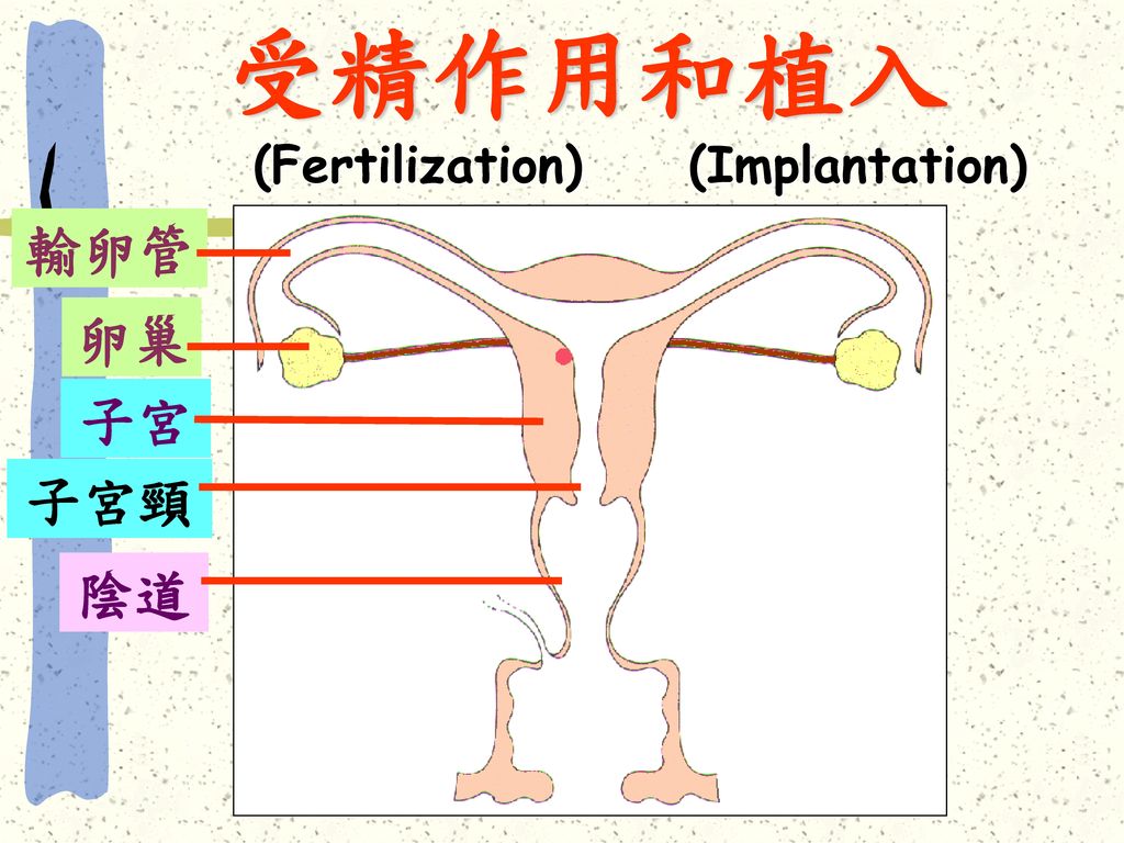 受精作用和植入 (Fertilization) (Implantation) 輸卵管 卵巢 子宮 子宮頸 陰道