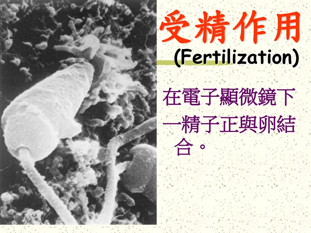 受精作用 (Fertilization) 在電子顯微鏡下 一精子正與卵結合。