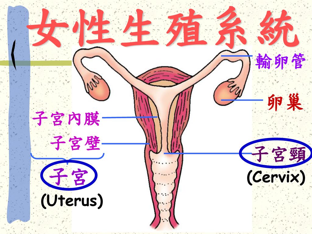 女性生殖系統 輸卵管 卵巢 子宮內膜 子宮壁 子宮頸 子宮 (Cervix) (Uterus)