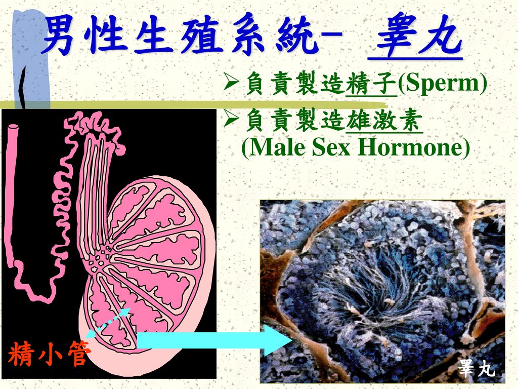 男性生殖系統- 睾丸 負責製造精子(Sperm) 負責製造雄激素 (Male Sex Hormone) 睪丸 精小管