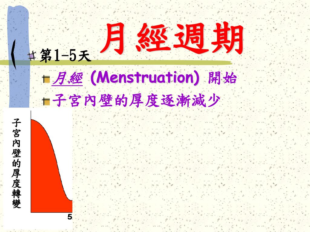 月經週期 第1-5天 月經 (Menstruation) 開始 子宮內壁的厚度逐漸減少 子宮內壁的厚度轉變
