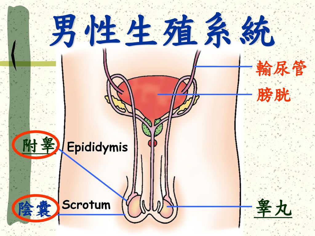 男性生殖系統 輸尿管 膀胱 附睾 Epididymis 睾丸 陰囊 Scrotum