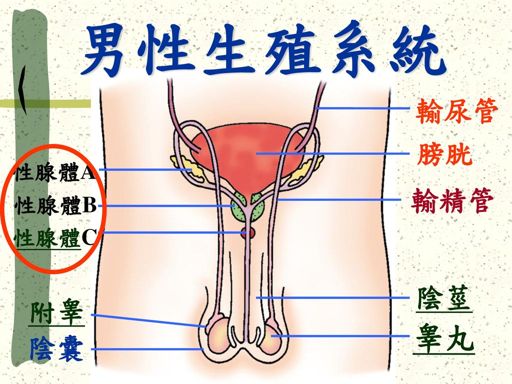 男性生殖系統 輸尿管 膀胱 性腺體A 輸精管 性腺體B 性腺體C 陰莖 附睾 睾丸 陰囊