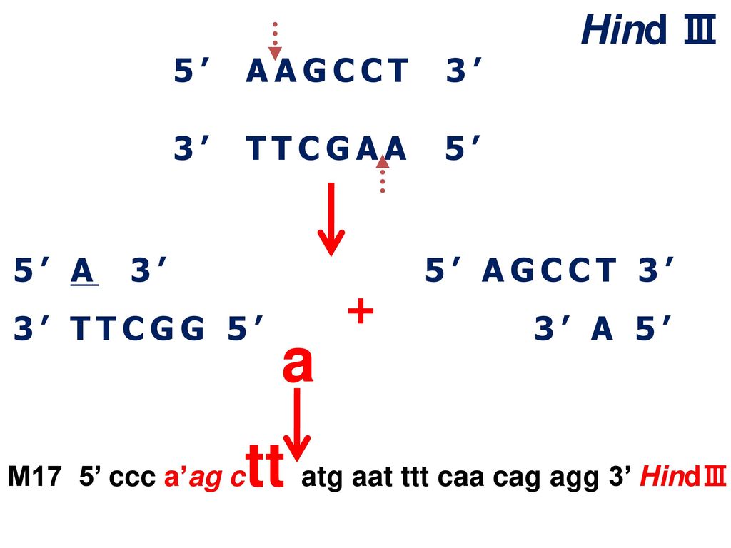 a Hind Ⅲ + 5’ AAGCCT 3’ 3’ TTCGAA 5’ 5’ A 3’ 3’ TTCGG 5’ 5’ AGCCT 3’
