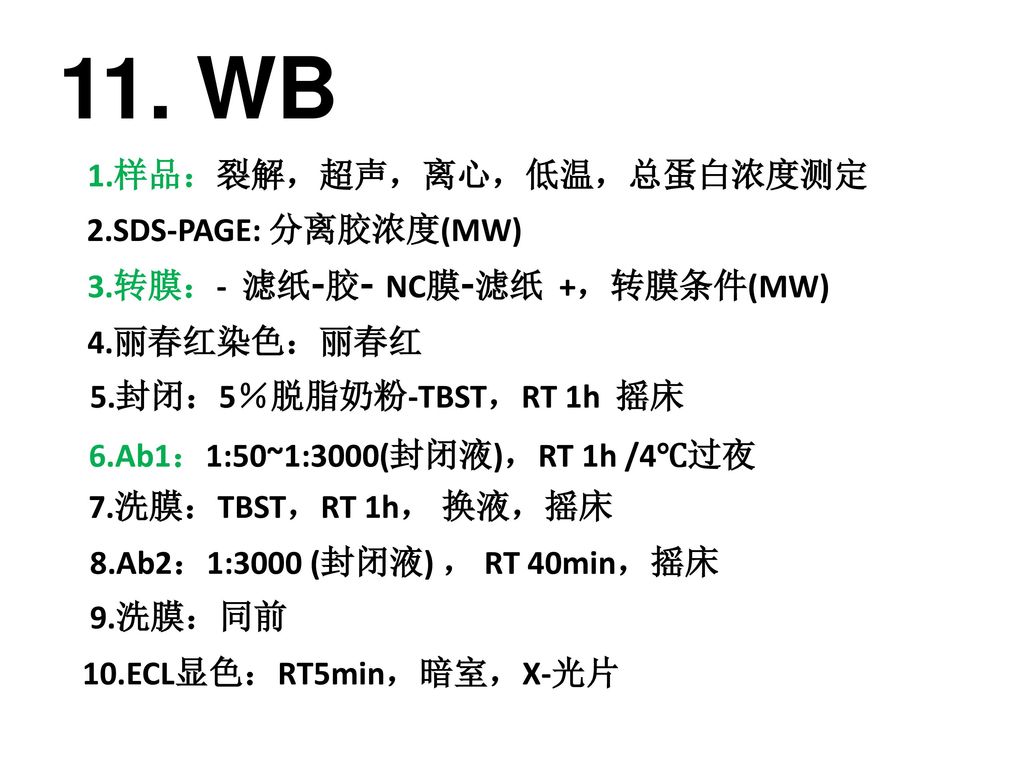 11. WB 1.样品：裂解，超声，离心，低温，总蛋白浓度测定 2.SDS-PAGE: 分离胶浓度(MW)