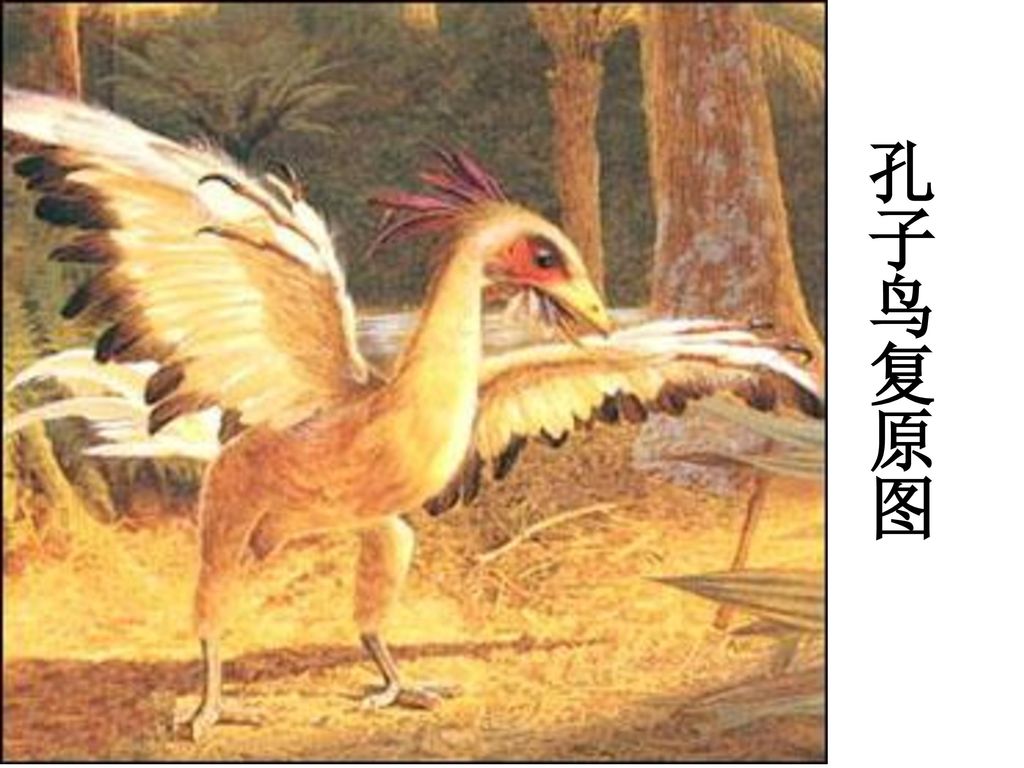 孔子鸟和始祖鸟图片
