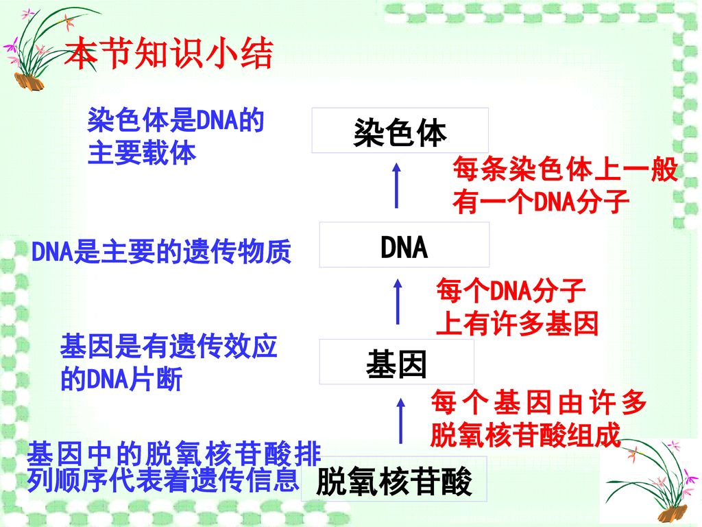 本节知识小结 染色体 DNA 基因 脱氧核苷酸 染色体是DNA的 主要载体 每条染色体上一般有一个DNA分子 DNA是主要的遗传物质
