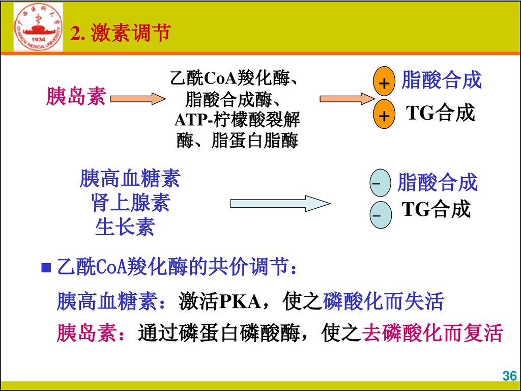 乙酰CoA羧化酶、脂酸合成酶、ATP-柠檬酸裂解酶、脂蛋白脂酶