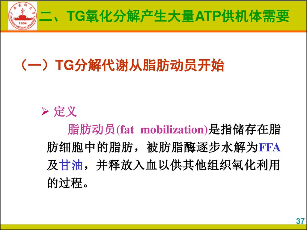 二、TG氧化分解产生大量ATP供机体需要