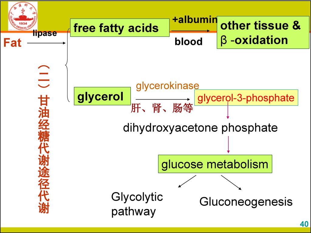 other tissue & β -oxidation free fatty acids Fat