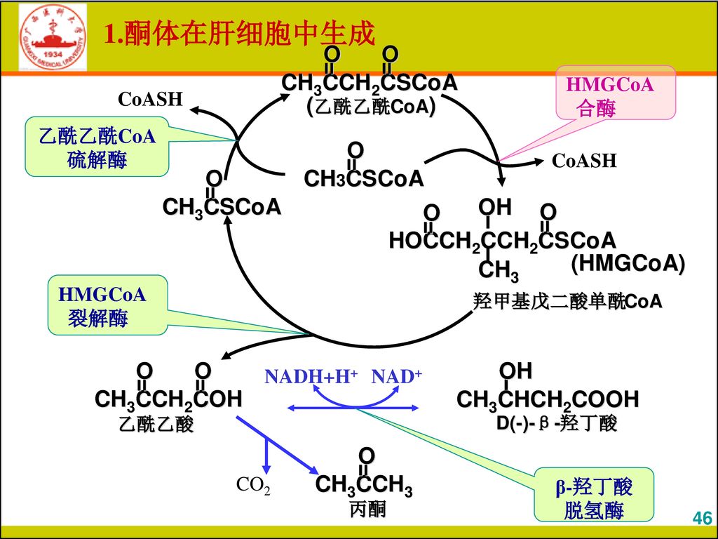 1.酮体在肝细胞中生成 HMGCoA 合酶 CoASH 乙酰乙酰CoA硫解酶 CoASH HMGCoA 裂解酶 NADH+H+ NAD+