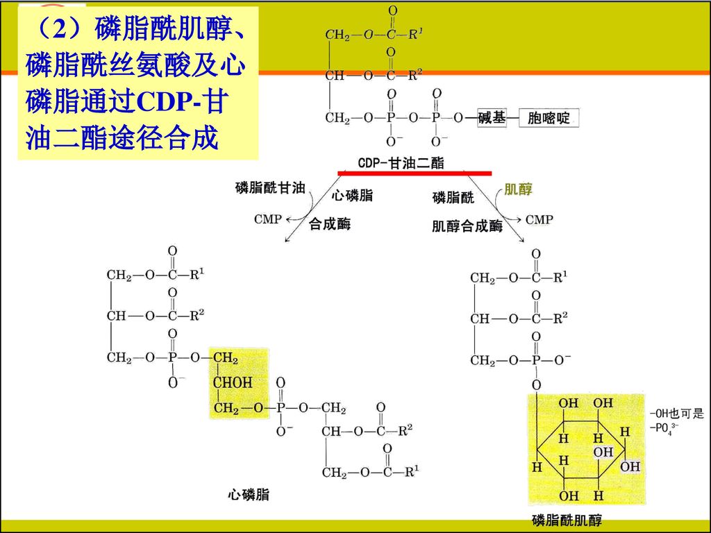 （2）磷脂酰肌醇、磷脂酰丝氨酸及心磷脂通过CDP-甘油二酯途径合成