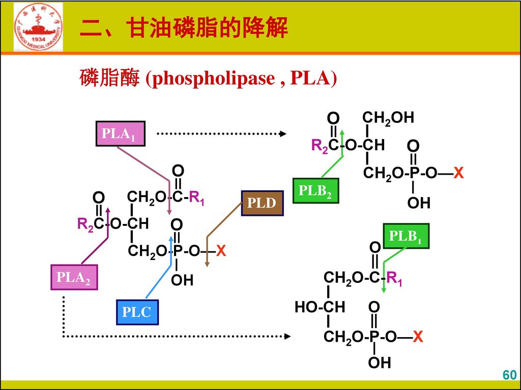 二、甘油磷脂的降解 磷脂酶 (phospholipase , PLA) PLA1 PLB2 PLD PLA2 PLB1 PLC 60