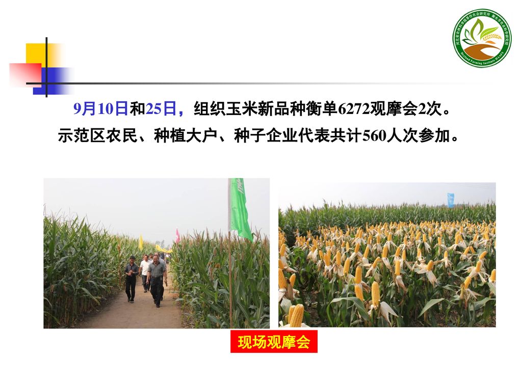 9月10日和25日，组织玉米新品种衡单6272观摩会2次。示范区农民、种植大户、种子企业代表共计560人次参加。